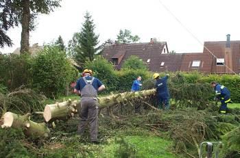 Problembaumfällung in einer Siedlung Problembaumfällung in einer Siedlung