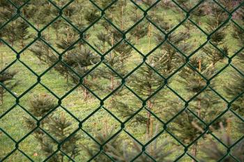 Tannenplantage geschützt durch durchgehenden Zaun